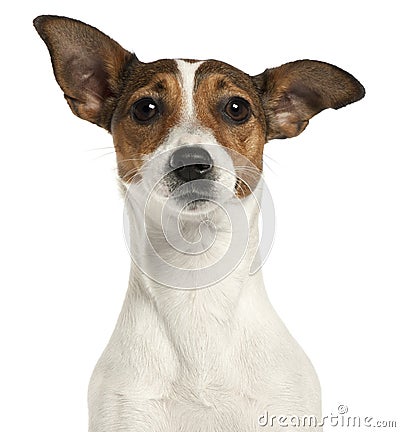 Close-up of Jack Russell Terrier Stock Photo