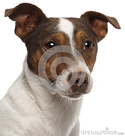 Close-up of Jack Russell Terrier, 3 years old Stock Photo