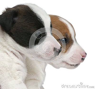 Close-up of Jack Russell Terrier puppies Stock Photo
