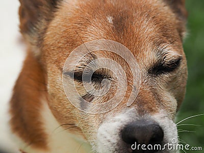 Close-up of a Jack Russell Terrier after a severe jaw inflammation. Selective focus on the healing wound site Stock Photo