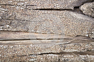 A close up of jagged grey tree bark Stock Photo