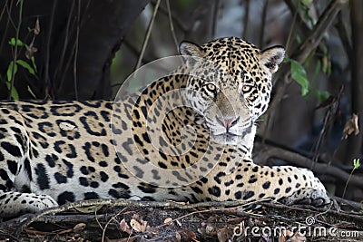 Close up of a Jaguar lying on a tree Stock Photo