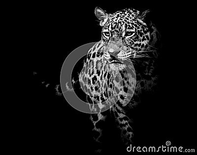 Close up Jaguar Portrait Stock Photo