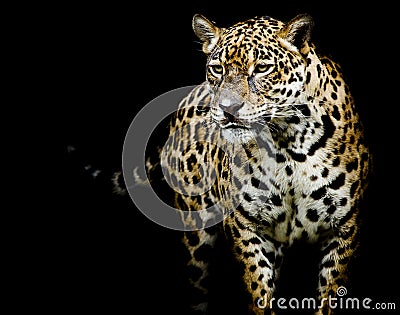 Close up Jaguar Portrait Stock Photo