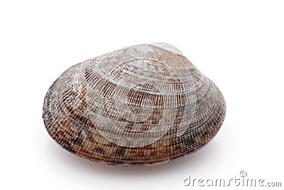 Close up of Japanese asari clams Stock Photo