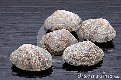 Close up of Japanese asari clams Stock Photo