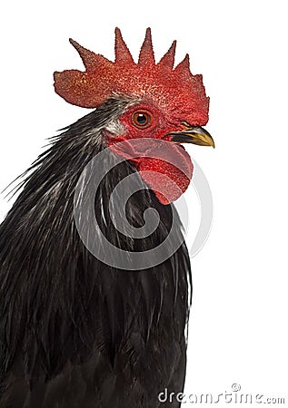 Close-up of a Japanese bantam or Chabo Stock Photo