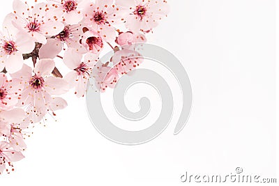 Close up of japanese cherry blossom with white background and copy space Stock Photo