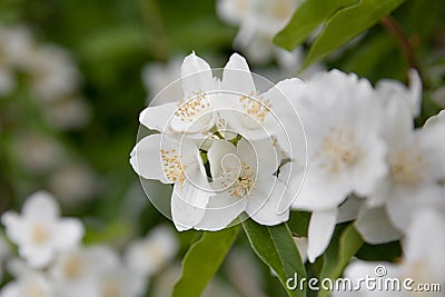 Close up of jasmine flowers in a garden. philadelphus Stock Photo