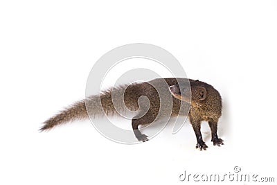 Close up of Javan Mongoose or Small asian mongoose Herpestes javanicus isolated on white Stock Photo