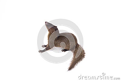 Close up of Javan Mongoose or Small asian mongoose Herpestes javanicus isolated on white Stock Photo
