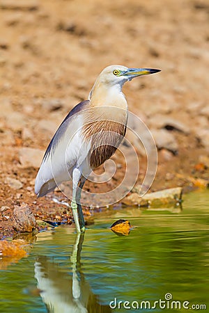 Close up of Javan Pond heron (Ardeola speciosa) Stock Photo