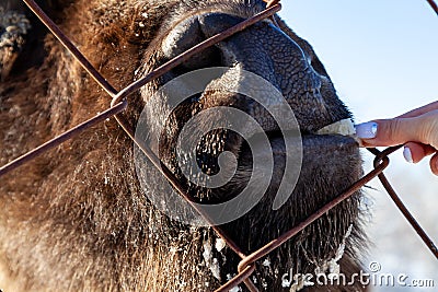 A close-up on the jaws of an animal bull on Wall Street, a cow, a bison stuck through the net fence is fed from the hand with Stock Photo