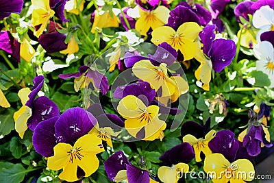 Close up of Johnny Jump Up Viola Tricolor flowers Stock Photo