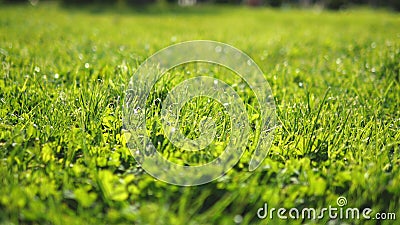 Close-up. juicy green young trimmed grass in the sun, bright fresh background, texture Stock Photo