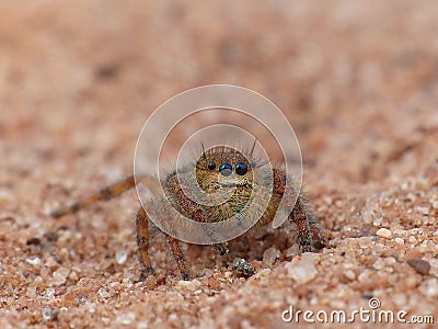 Jumping Spider On Sand 1 Stock Photo