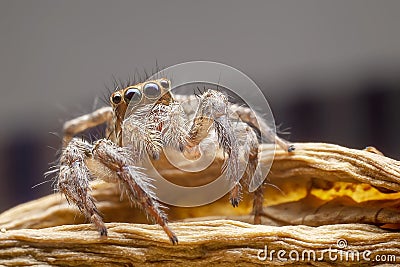 Close up of the jumping spiders on dry branches with black background. Selective focus of the yellow spider on dry leaf in the Stock Photo