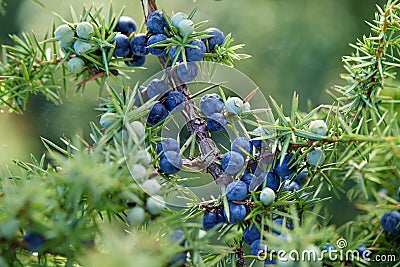 Close-Up Of Juniper Berries Growing On Tree Stock Photo