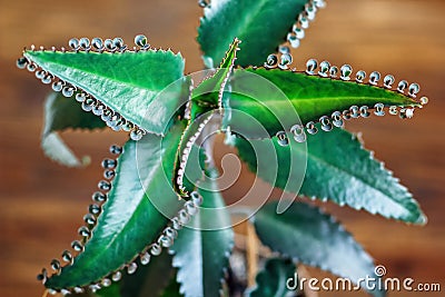 Close up of Kalanchoe pinnata plant. Bryophyllum daigremontianum, also called Mother of Thousands, Alligator Plant. Stock Photo