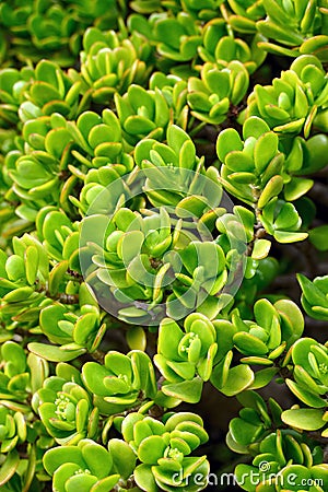 Close up of Kalanchoe - succulent Stock Photo