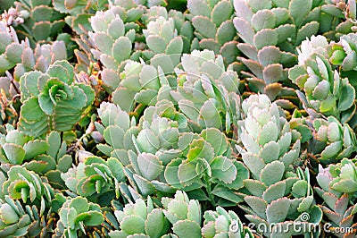 Close up of Kalanchoe - succulent Stock Photo