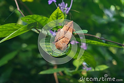 A close up of Kallima inachus, the orange oakleaf butterfly on leaf with blurred green natural background Stock Photo