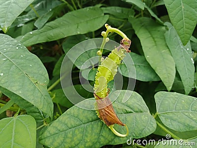 Close up of Kecipir or Psophocarpus tetragonolobus fruit. Stock Photo