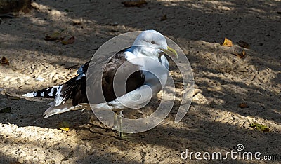 Close-up of a Kelp Gull (Larus dominicanus) Stock Photo