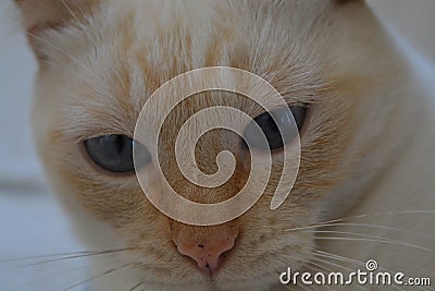 A close-up of a kind look of little kitten with golden fur and its big grey eyes Stock Photo