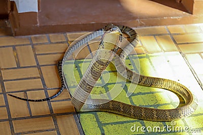 Close up king cobra on floor is dangerous snake at thailand Stock Photo