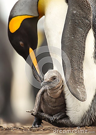 Close up of King penguin chick sitting on the feet of its parent Stock Photo