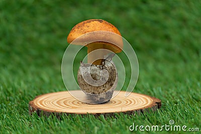 close-up of king's egg on wood stump horizontal view Stock Photo