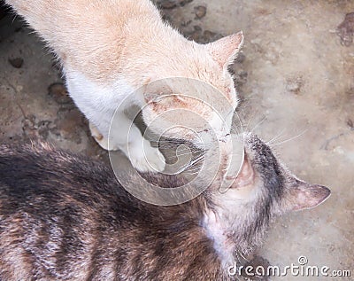 Kissing cats in couple love for valentine day background Stock Photo