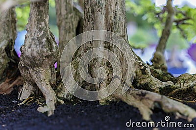 Close up of a knobby trunk Stock Photo