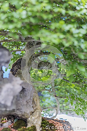 Close up of a knobby trunk Stock Photo