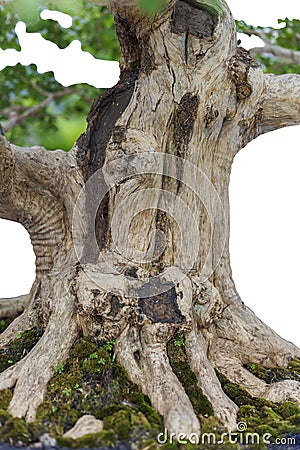 Close up of a knobby trunk Stock Photo