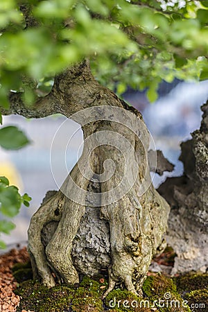 Close up of a knobby trunk Stock Photo