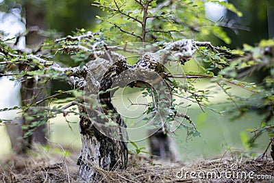 Close up of a knobby trunk of an old Snowrose Bonsai tree Stock Photo