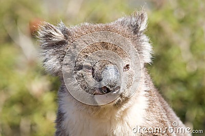 Close-up of a koala Stock Photo