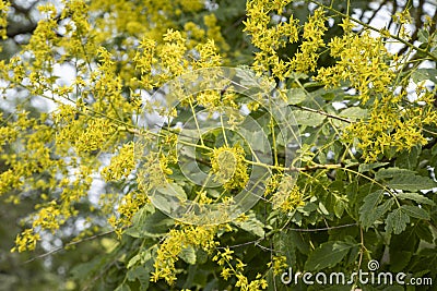 Close-up of Koelreuteria paniculata flowers Stock Photo