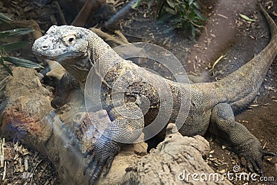 Close-up of a komodo dragon at the zoo Stock Photo