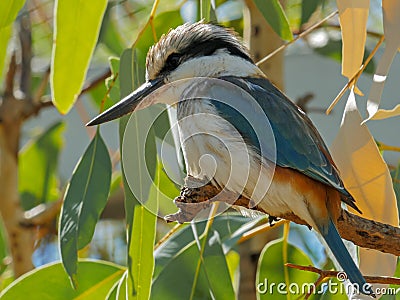 Close up of a kookaburra perched in a tree Stock Photo
