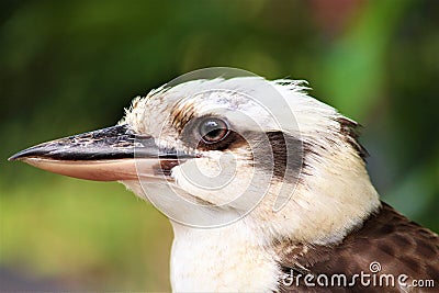 Close up of kookaburra`s face side on Stock Photo