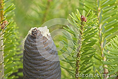 Close up Korean pine cone, Pinus koraiensis Stock Photo