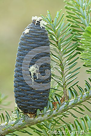 Close up Korean pine cone, Pinus koraiensis Stock Photo