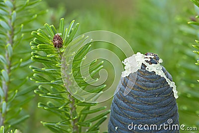 Close up Korean pine cone, Pinus koraiensis Stock Photo