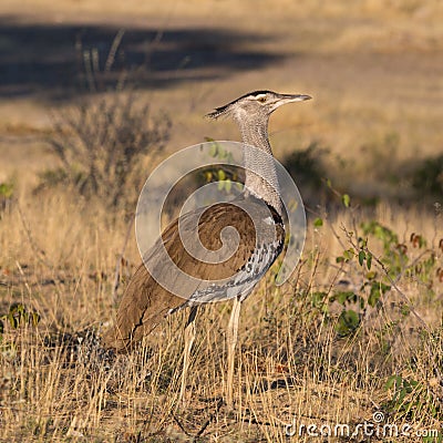 Close-up kori bustard ardeotis kori standing in savanna Stock Photo
