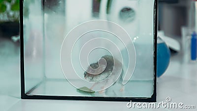 Close-up of lab mouse in smoke in glass container Stock Photo