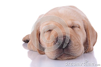 Close up of a labrador retriever dog sleeping tired Stock Photo