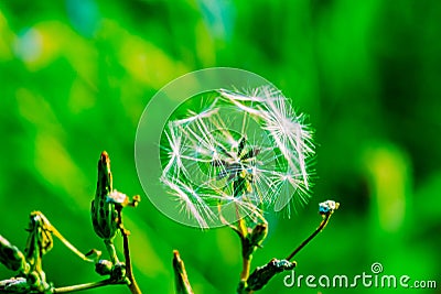 Close up, Lactuca, wild lettuce seeds Stock Photo